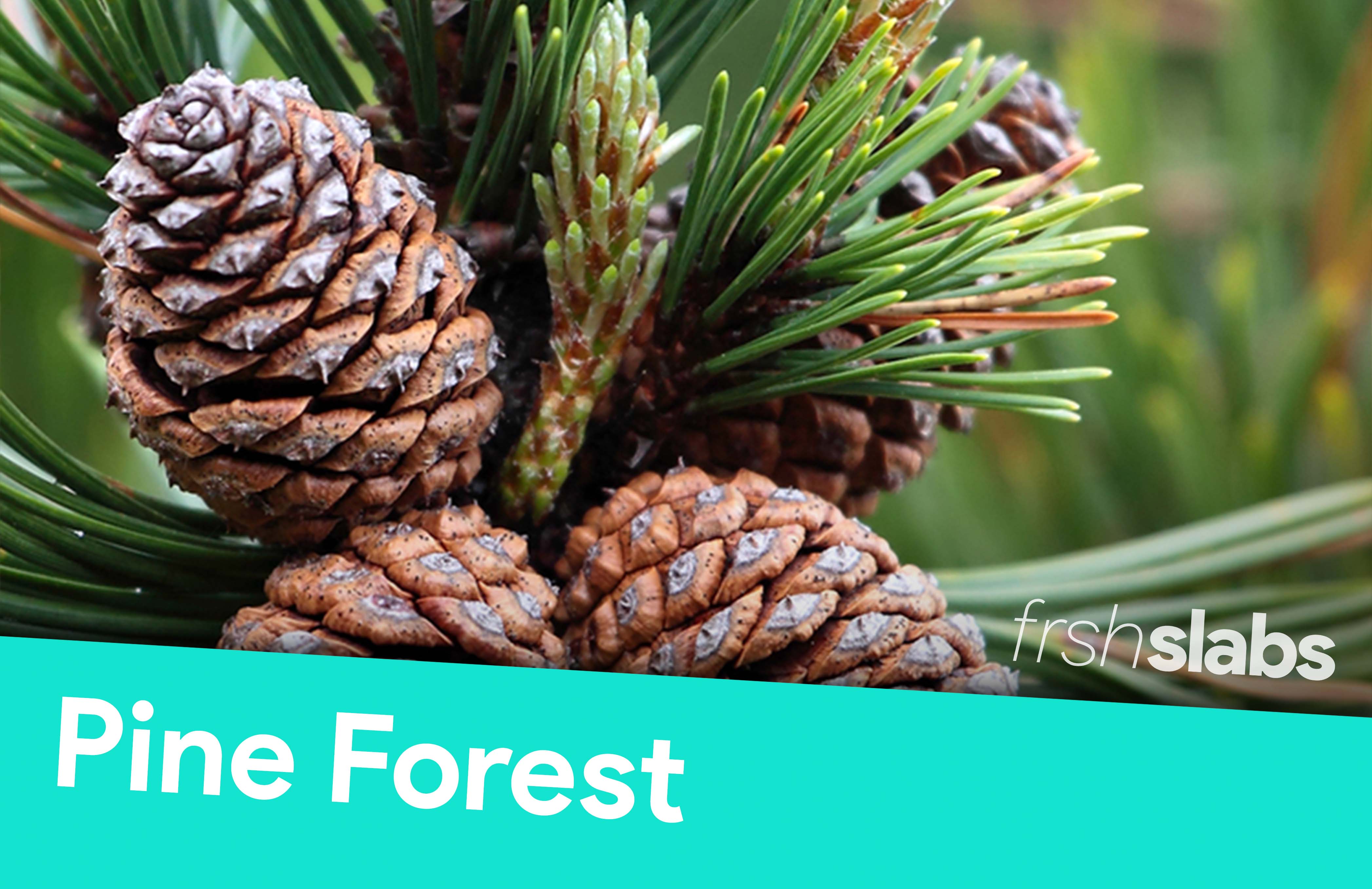 X-Large Refill (10ml)